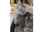 Graybelle, Domestic Longhair For Adoption In San Antonio, Texas