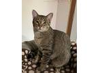 Kevin, Domestic Shorthair For Adoption In Cedar, Minnesota