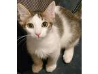 Misty, Domestic Mediumhair For Adoption In Glendale, Arizona