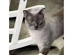 Donny Boy, Siamese For Adoption In San Antonio, Texas