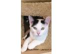 Cooper, Domestic Shorthair For Adoption In Hastings, Minnesota