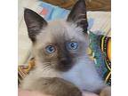 Tiramisu, Siamese For Adoption In San Antonio, Texas