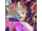 Tofu, Domestic Longhair For Adoption In San Antonio, Texas