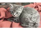 Rufio, Domestic Mediumhair For Adoption In San Antonio, Texas