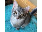 Jonah, Domestic Shorthair For Adoption In Cleveland, Ohio