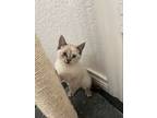 Darby, Siamese For Adoption In San Antonio, Texas