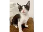 Reba, Domestic Shorthair For Adoption In San Antonio, Texas