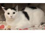 Felix, Domestic Shorthair For Adoption In Hastings, Minnesota