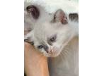 Eileen, Siamese For Adoption In San Antonio, Texas