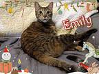 Emily, Domestic Shorthair For Adoption In Chandler, Arizona