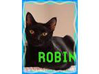 Robin, Domestic Shorthair For Adoption In Penndel, Pennsylvania