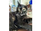 Angel & Patches, Domestic Shorthair For Adoption In Brantford, Ontario
