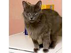 Blu, Maine Coon For Adoption In San Antonio, Texas