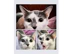 Bacon, Domestic Shorthair For Adoption In San Antonio, Texas