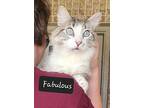 Fabulous, Siamese For Adoption In San Antonio, Texas