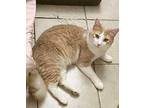 Paris, Domestic Shorthair For Adoption In San Antonio, Texas