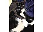 James The Cat, Domestic Shorthair For Adoption In Covina, California