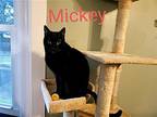 Mickey, Domestic Shorthair For Adoption In Penndel, Pennsylvania