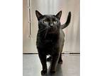 Salem, Domestic Shorthair For Adoption In Jackson, Tennessee