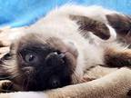 Mr. Fluffy, Ragdoll For Adoption In San Antonio, Texas