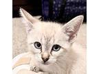 Moonbeam, Siamese For Adoption In San Antonio, Texas