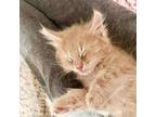 Toulouse, Domestic Longhair For Adoption In San Antonio, Texas