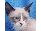 Launch, Siamese For Adoption In San Antonio, Texas