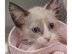 Astro, Siamese For Adoption In San Antonio, Texas