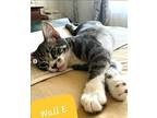 Walle, Domestic Shorthair For Adoption In Covina, California