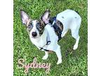 Sydney, Rat Terrier For Adoption In Pearl River, Louisiana