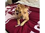 Kingsley, American Pit Bull Terrier For Adoption In Denton, Texas