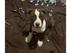 Taco, American Pit Bull Terrier For Adoption In Junction, Utah