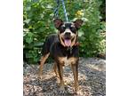 Roscoe, Miniature Pinscher For Adoption In Denton, Texas