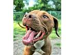 Koko, American Pit Bull Terrier For Adoption In Denton, Texas