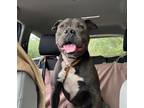 Gordon, American Pit Bull Terrier For Adoption In Hamilton, New Jersey