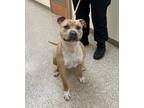 Arlo, American Pit Bull Terrier For Adoption In Hamilton, New Jersey