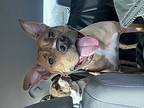 Teddy, American Pit Bull Terrier For Adoption In Denton, Texas