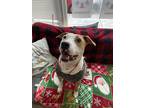 Domingo *sponsored*, Terrier (unknown Type, Small) For Adoption In Philadelphia
