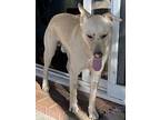 Reggie, Labrador Retriever For Adoption In Bonita, California