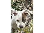 Macie, American Pit Bull Terrier For Adoption In Junction, Utah