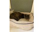 Cinnamon, Domestic Shorthair For Adoption In Madison, Alabama