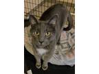 Jack Jack Fiv+, Domestic Shorthair For Adoption In Twinsburg, Ohio
