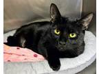 Frizzle, Domestic Shorthair For Adoption In Twinsburg, Ohio