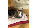 Hope, Domestic Shorthair For Adoption In Waterbury, Connecticut