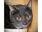 Jerry, Domestic Shorthair For Adoption In Waterbury, Connecticut