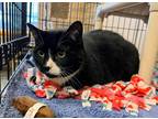 Wow Bounce, Domestic Shorthair For Adoption In Twinsburg, Ohio