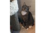 Snowflake 3, Domestic Shorthair For Adoption In Plainville, Massachusetts