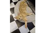 Apricot, Domestic Shorthair For Adoption In Trenton, Michigan