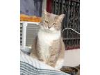 Contessa The Cat, Domestic Shorthair For Adoption In San Diego, California