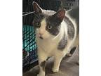 Drizzy, Domestic Shorthair For Adoption In Morgantown, West Virginia